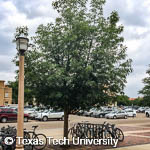 Quercus muehlenbergii Quercus muehlenbergii