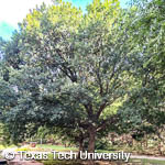 Monterrey Oak, 