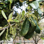 Quercus virginiana