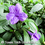 Ruellia caerulea