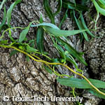 Salix matsudana 'Tortuosa'