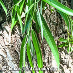 Salix matsudana 'Umbraculifera'