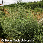Russian Thistle, 