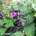 Salvia 'Amistad'