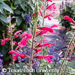 Salvia coccinea