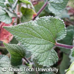 Salvia coccinea