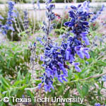 Salvia farinacea