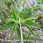 Salvia farinacea