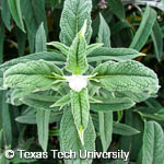 Salvia leucantha