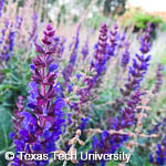 Salvia nemorosa ‘May Night’