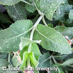 Salvia nemorosa ‘May Night’