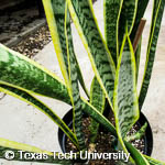 Sansevieria trifasciata