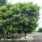 Western Soapberry, 