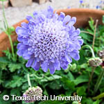 Scabiosa atropurpurea