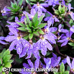 Scaevola aemula