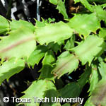 Schlumbergia truncatus
