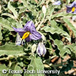 Silverleaf Nightshade, 