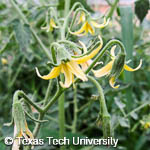 Solanum lycopersicum