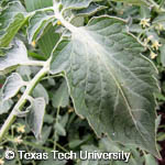 Solanum lycopersicum