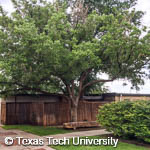 Japanese Pagoda Tree, 