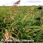 Johnsongrass, 