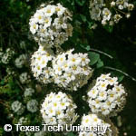 Spiraea x vanhouttei