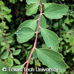 Spiraea x vanhouttei