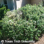 Vanhoutte Spirea, 