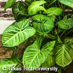 Syngonium podophyllum