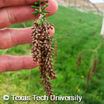 Taxodium distichum