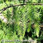 Taxodium distichum