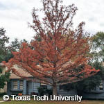 Bald Cypress, 