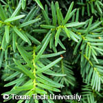 Taxus cuspidata