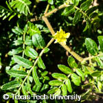 Puncturevine, 