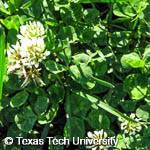 White Clover, 