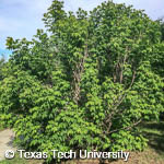 Mexican Buckeye, 