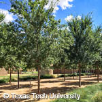 Lacebark Elm, 
