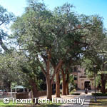 Siberian Elm, 