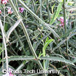 Verbena bonariensis