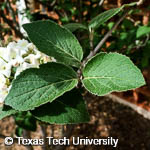 Viburnum carlesii