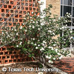 Mayflower Viburnum, Koreanspice Viburnum, 