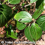 Viburnum x burkwoodii