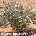 Viburnum x burkwoodii