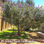 Vitex agnus-castus Vitex agnus-castus