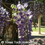 Wisteria sinensis