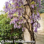 Chinese Wisteria, 