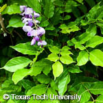 Wisteria sinensis