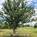 Japanese Zelkova, 