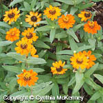 Zinnia angustifolia