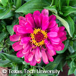 Zinnia violacea